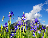 Sibirische Schwertlilie - Iris sibirica - blueht am Fusse des Grimmings