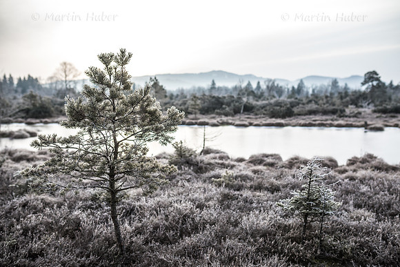 Wintermorgen im Wenger Moor
