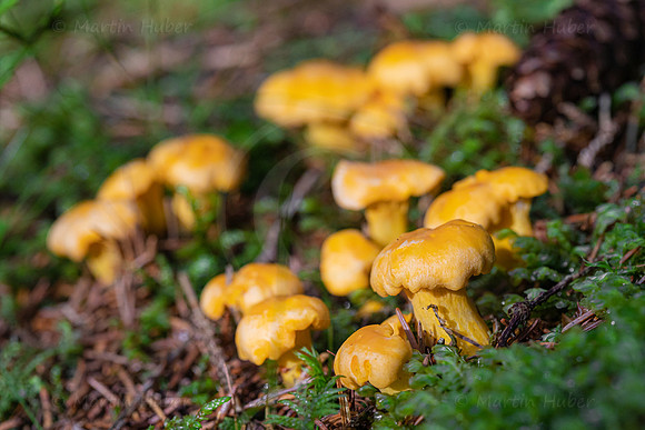THEMENBILD, Schwammerlsuchen, Pilze sammeln