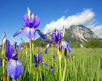 Sibirische Schwertlilie - Iris sibirica - blueht am Fusse des Grimmings