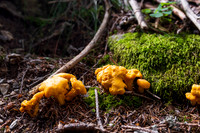 THEMENBILD, Schwammerlsuchen, Pilze sammeln, Eierschwammerl, Pfifferling