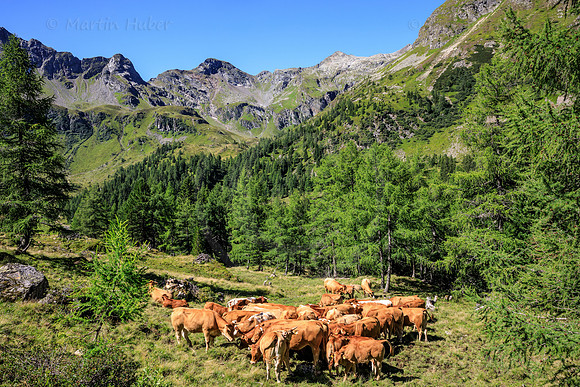 THEMENBILD, Kühe auf der Alm