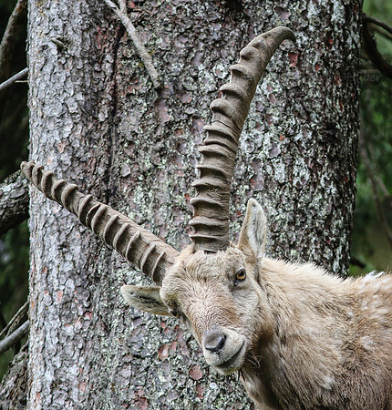 Steinbock im Dachstein-Gebirge