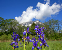Sibirische Schwertlilie - Iris sibirica - blueht am Fusse des Grimmings