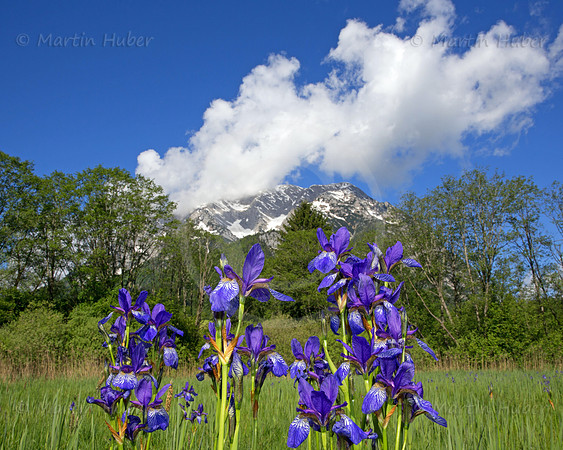 Sibirische Schwertlilie - Iris sibirica - blueht am Fusse des Grimmings
