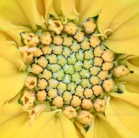 Sonnenblume - Blütendetail