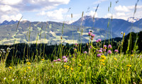 Bio-Lehrpfad Ramsau am Dachstein