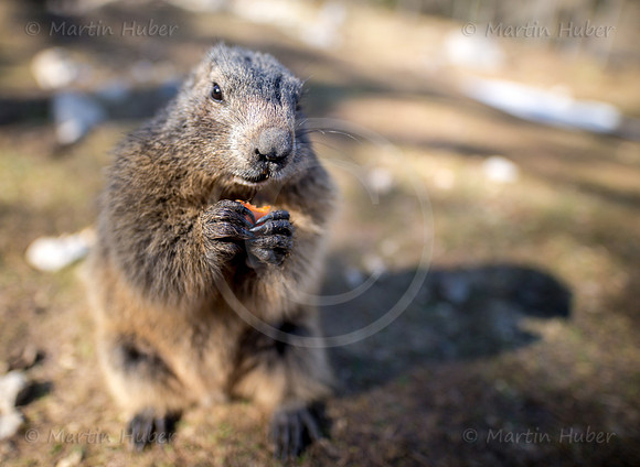 Murmeltier, Marmota