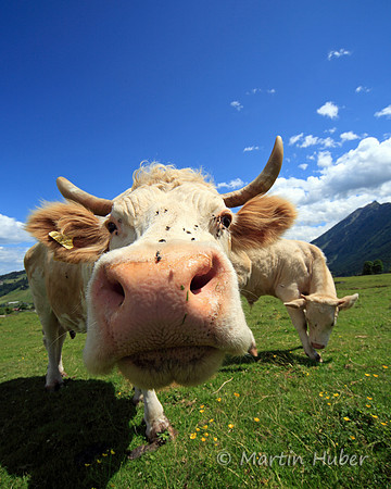 Kühe auf der Rohrmooser Frei