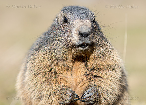 Murmeltier, Marmota