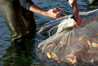 Grundlsee, Laichfischen, Lechfischen