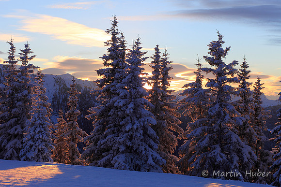 Sonnenuntergang zwischen winterlichen Bäumen