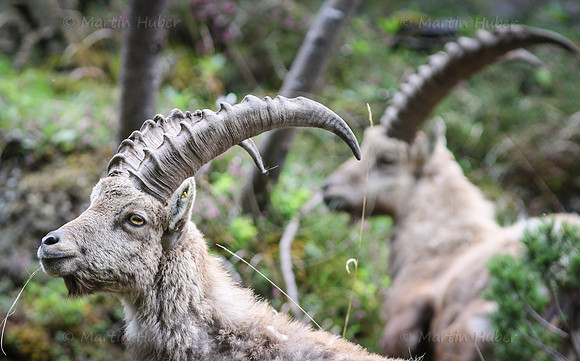 Steinbock im Dachstein-Gebirge