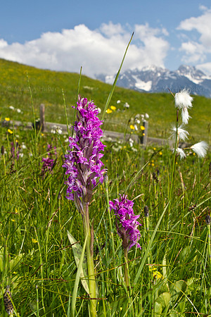 Breitblättriges Knabenkraut im Obertal