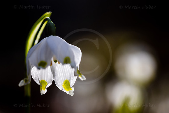 Frühlingsknotenblumen, Leucojum vernum