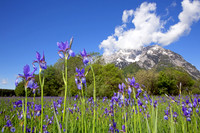 Sibirische Schwertlilie - Iris sibirica - blueht am Fusse des Grimmings