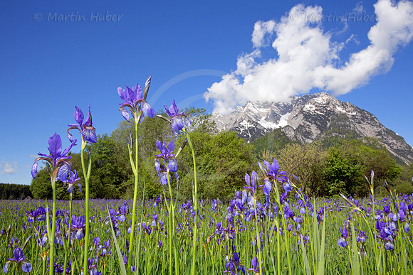Sibirische Schwertlilie - Iris sibirica - blueht am Fusse des Grimmings