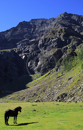 Islandpferd im Gollingwinkel mit Hochgolling-Nordwand