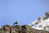 Gamswild, Rupicapra rupicapra, in den Schladminger Tauern