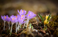 Fruehlingserwachen - Krokusse mit Wassertropfen