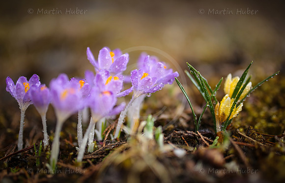 Fruehlingserwachen - Krokusse mit Wassertropfen