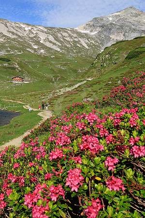 Almrausch-/Steinrosenblüte rund um die Giglachseen 2012