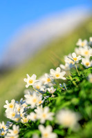 Frühling, Buschwindröschen