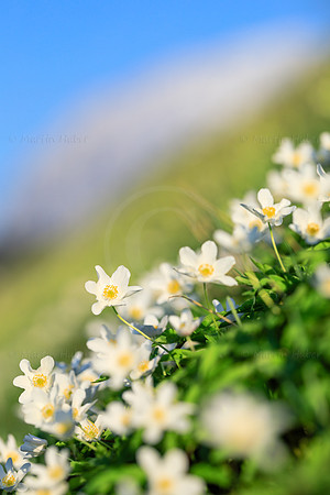 Frühling, Buschwindröschen