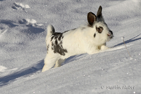Hase "Olly" im Schnee
