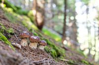 THEMENBILD, Schwammerlsuchen, Pilze sammeln, Steinpilz, Herrenpilz