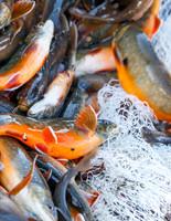 Grundlsee, Laichfischen, Lechfischen