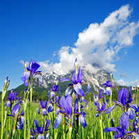 Sibirische Schwertlilie - Iris sibirica - blueht am Fusse des Grimmings