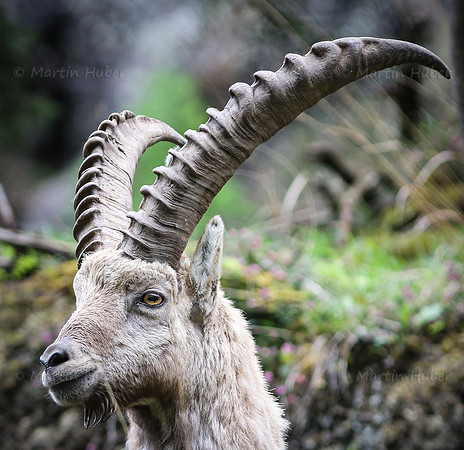 Steinbock im Dachstein-Gebirge