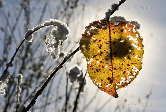 Das letzte gelbe Blatt