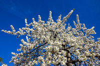 THEMENBILD, Frühling in den Bergen
