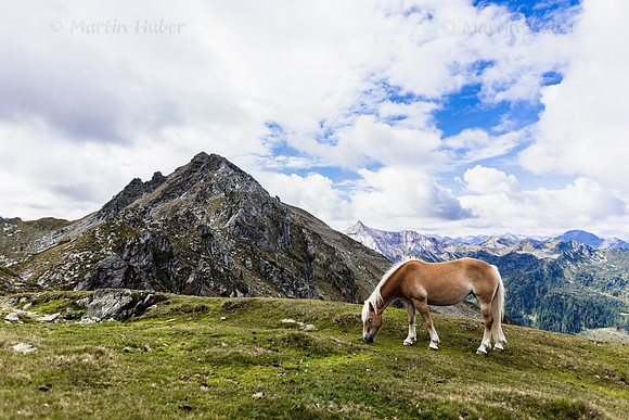 THEMENBILD, Pferde auf der Alm