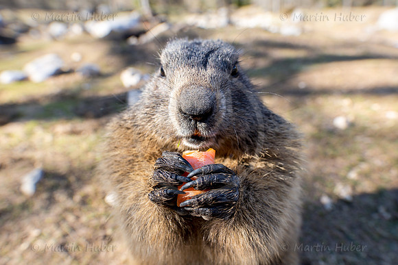 Murmeltier, Marmota