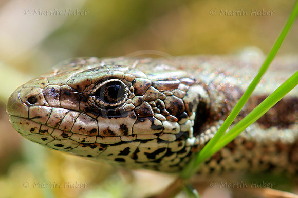 Mauereidechse (Podarcis muralis)