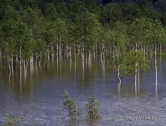 Der Tettersee - Überflutung des Tettermoores am 29.06.2009