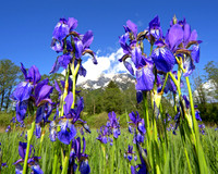 Sibirische Schwertlilie - Iris sibirica - blueht am Fusse des Grimmings