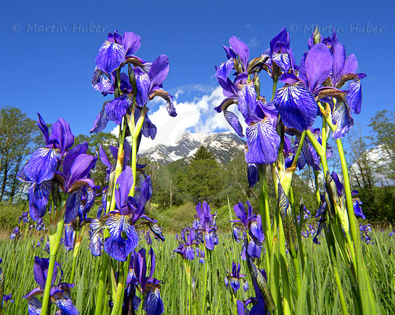 Sibirische Schwertlilie - Iris sibirica - blueht am Fusse des Grimmings