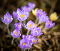 Fruehlingserwachen - Krokusse mit Wassertropfen