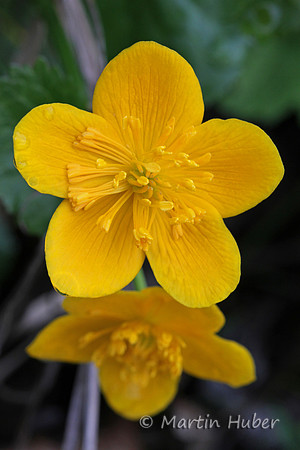 Sumpfdotterblume