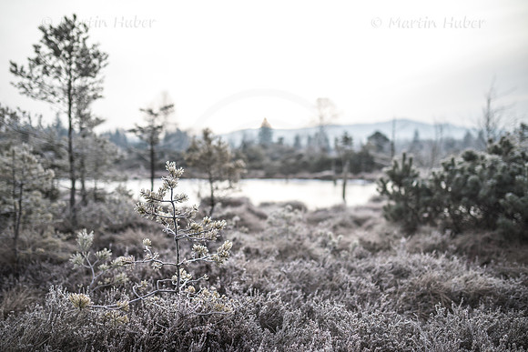 Wintermorgen im Wenger Moor