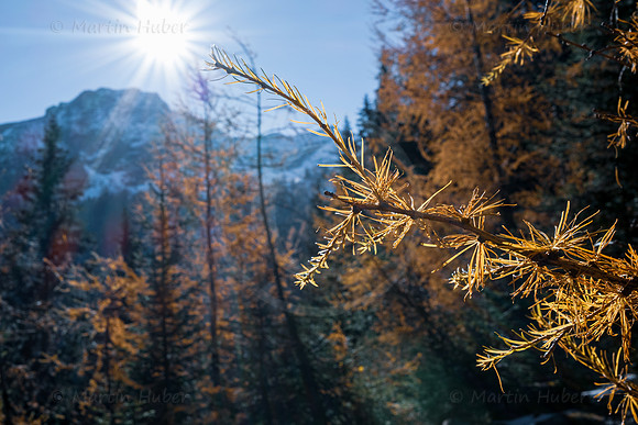 Spätherbst und Lärchengold, hinteres Weißpriachtal