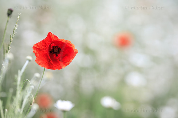 Klatschmohn