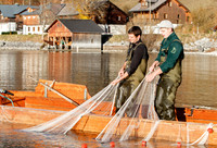 Grundlsee, Laichfischen, Lechfischen