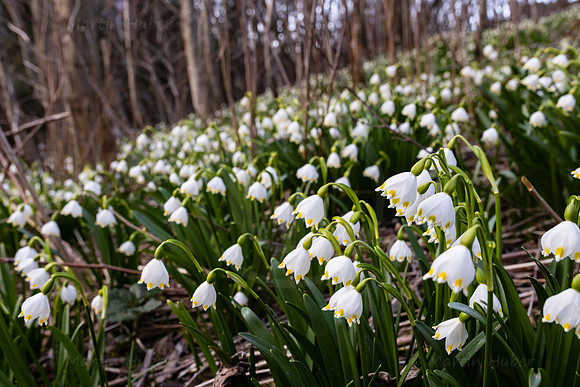 Frühlingsknotenblumen, Leucojum vernum