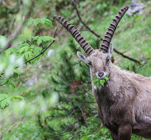 Steinbock im Dachstein-Gebirge