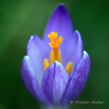 Krokusse